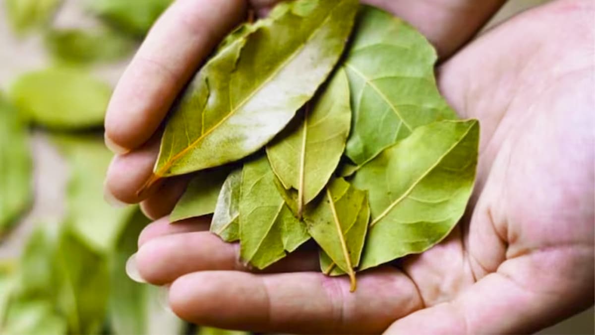 Cette astuce de génie avec du laurier et du vinaigre va résoudre l'un des plus grands soucis chez vous