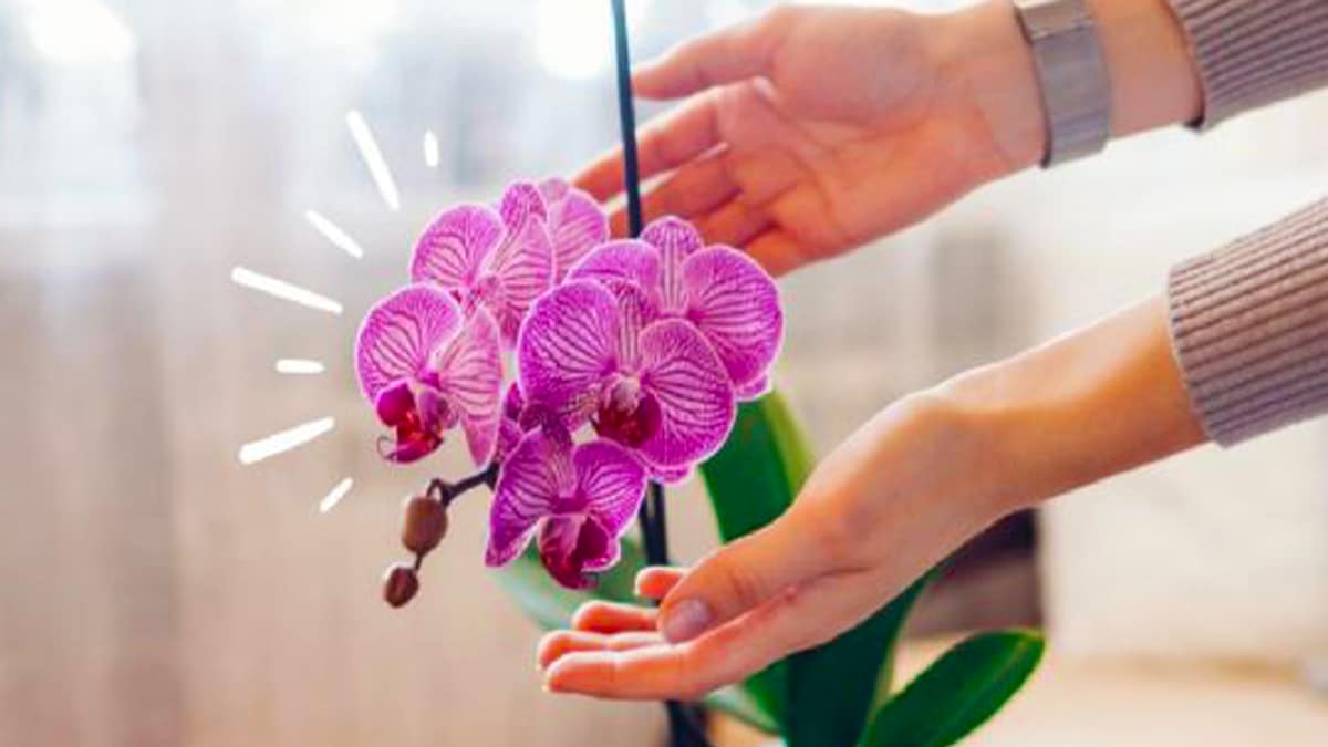 Avec 2 ingrédients de cuisine, rendez vos orchidées plus spectaculaires que jamais