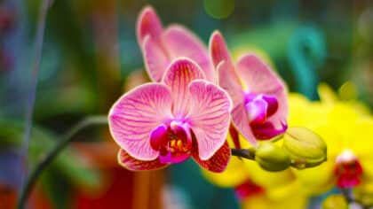 Vos orchidées vont refleurir comme jamais avec cette astuce magique que vous allez adorer