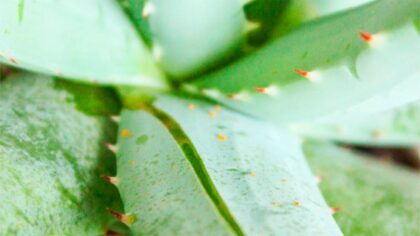 Adieu l'acide hyaluronique : l'astuce pour fabriquer du collagène d'aloe vera naturel chez vous