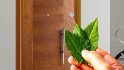 Cette raison pour laquelle vous devez impérativement placer du laurier derrière votre porte, adieu ces soucis