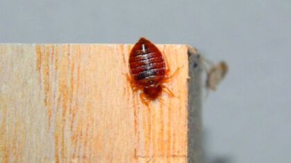 L’huile naturelle que vous devez utiliser pour éradiquer les punaises de lit chez vous