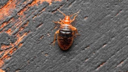 N’achetez plus jamais ces plantes : elles vont attirer les punaises de lit chez vous