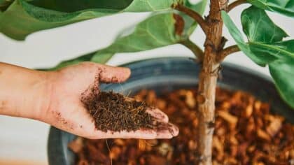 Ni engrais ni marc de café : l’ingrédient secret pour fertiliser vos plantes facilement
