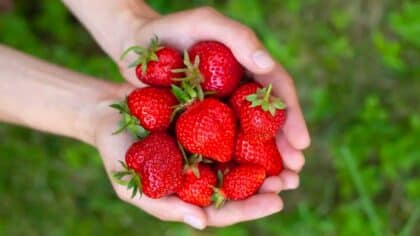 Adieu le sucre : l’astuce pour rendre les fraises plus sucrées sans édulcorant ni calories supplémentaires
