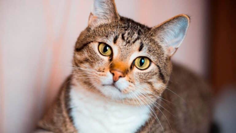 Adieu les chats comme nous les connaissons jusqu’à présent : la découverte qui change tout