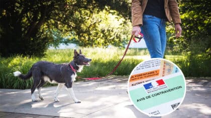 Amende de 750 € pour les propriétaires de chiens qui ont cette mauvaise habitude, méfiez-vous