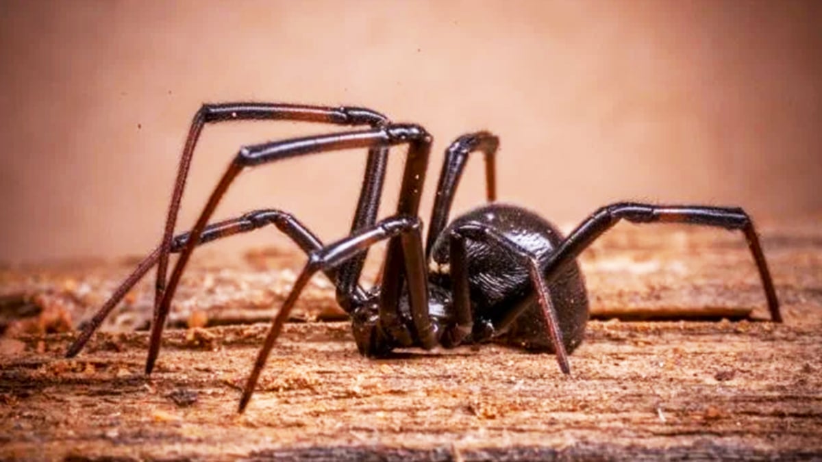 Avis très important : si vous écrasez les araignées chez vous, vous ne le ferez plus