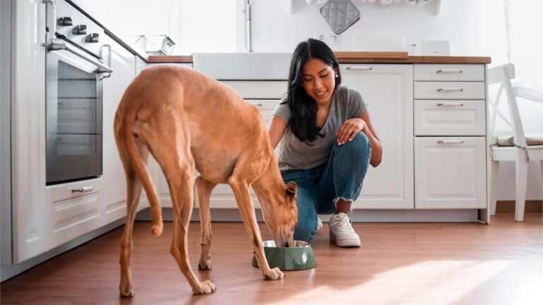 Ce vétérinaire lance un avertissement sévère aux propriétaires de chiens: vous ne pouvez pas leur donner ça