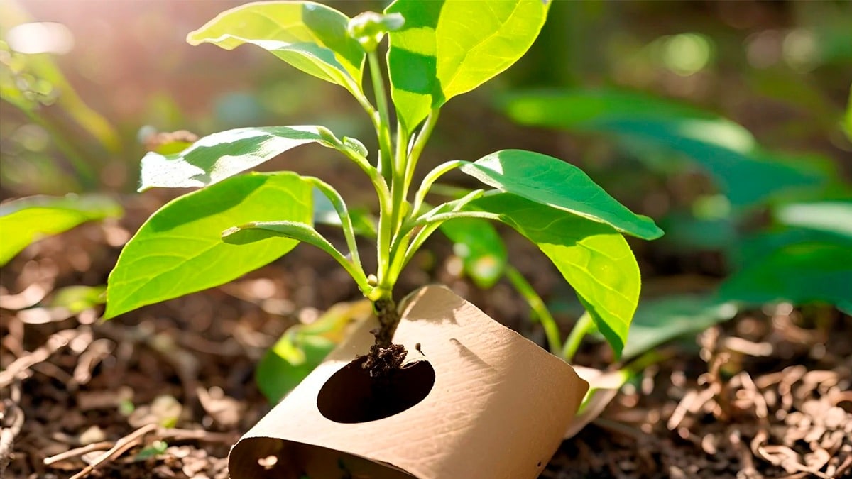 Il suffit d’un rouleau de papier toilette : l’astuce des jardiniers pour transformer vos plantes
