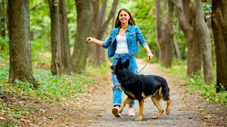 L’alerte des vétérinaires: l’ingrédient à emporter pour protéger votre chien des chenilles processionnaires