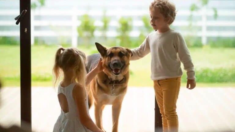 Les experts adressent un message important aux propriétaires de chiens