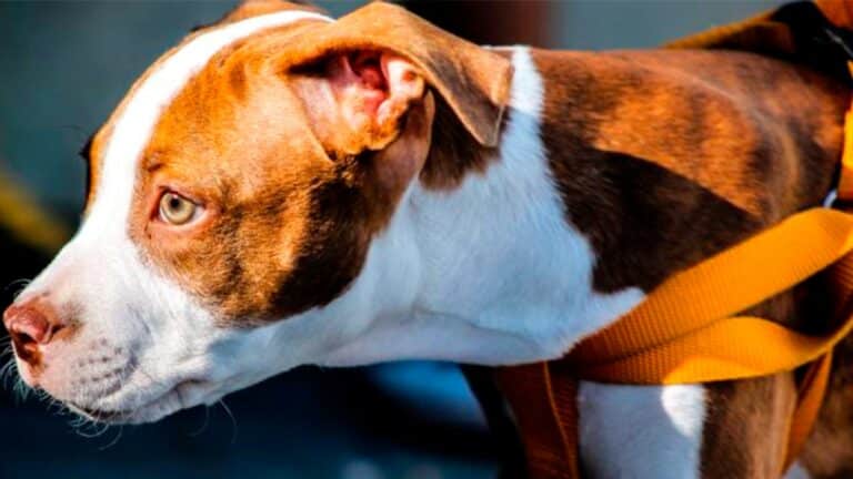 Les vétérinaires lancent l’alerte aux propriétaires de chiens sur ce sujet très important