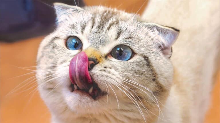 Les vétérinaires sont clairs : l’erreur que les propriétaires de chats commettent peut être fatale