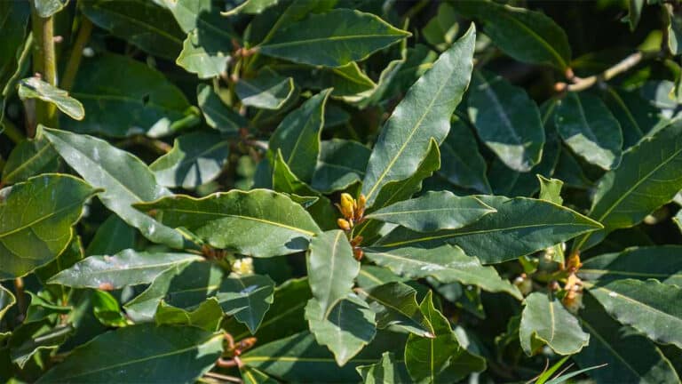 Planter des lauriers dans votre jardin: ces avantages méconnus à connaître absolument