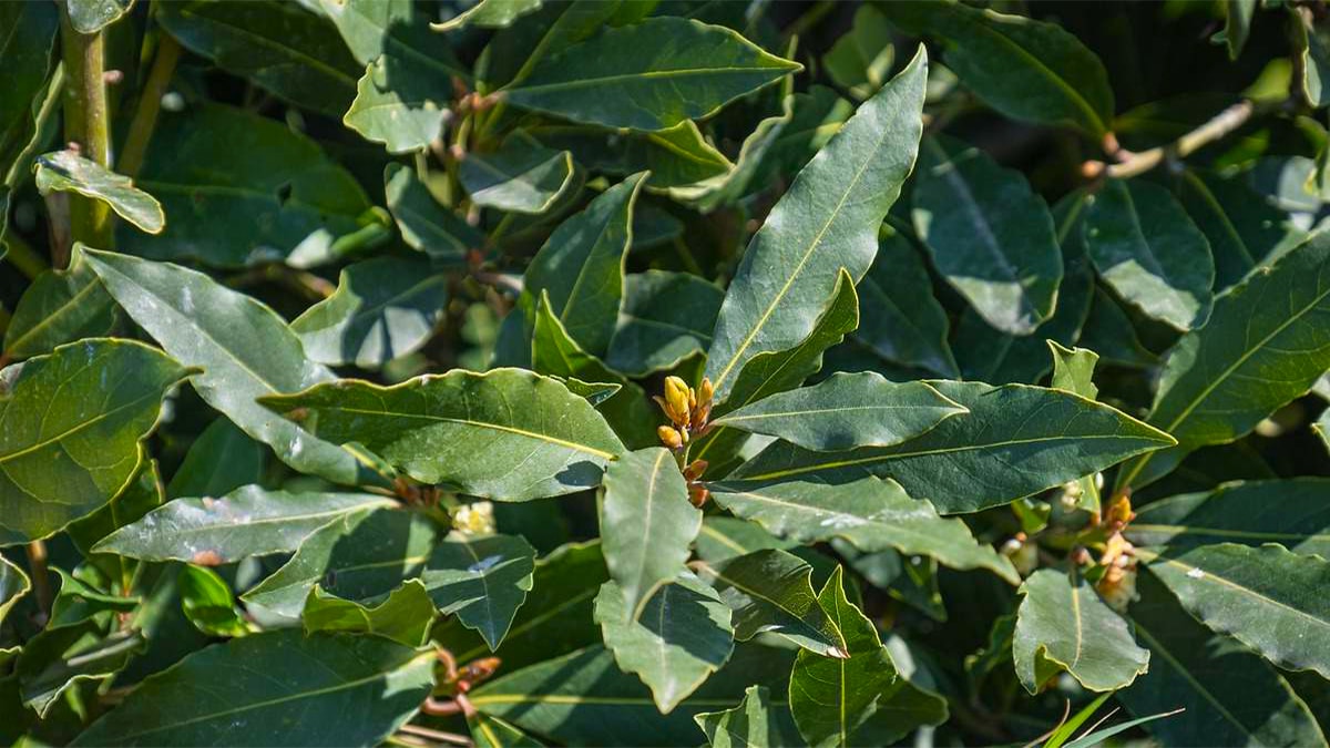Planter des lauriers dans votre jardin: ces avantages méconnus à connaître absolument
