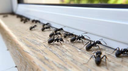 8 astuces infaillibles pour se débarrasser des fourmis et les empêcher de revenir
