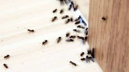 Adieu les fourmis pour toujours : l’astuce pour s’en débarrasser définitivement avec ce fruit