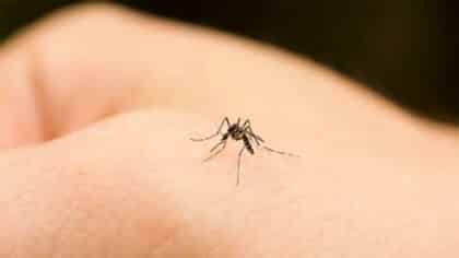 Adieu les insectes cet été : l’astuce du vinaigre sur la fenêtre pour s’en débarrasser pour toujours