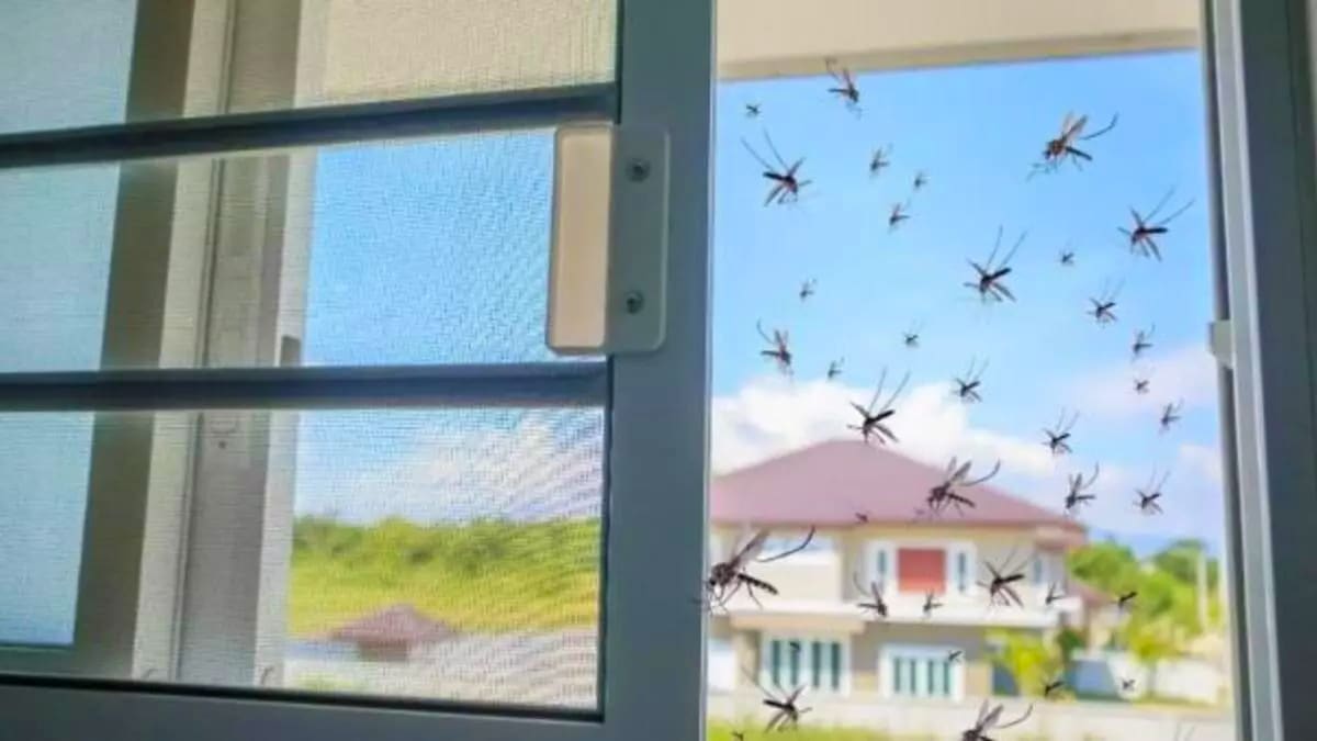 Adieu les moustiques chez vous : le verre à mettre à côté de la fenêtre pour les empêcher d’entrer