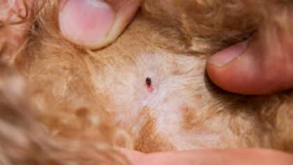 Adieu les puces : les remèdes maison que recommandent les vétérinaires pour vos animaux de compagnie