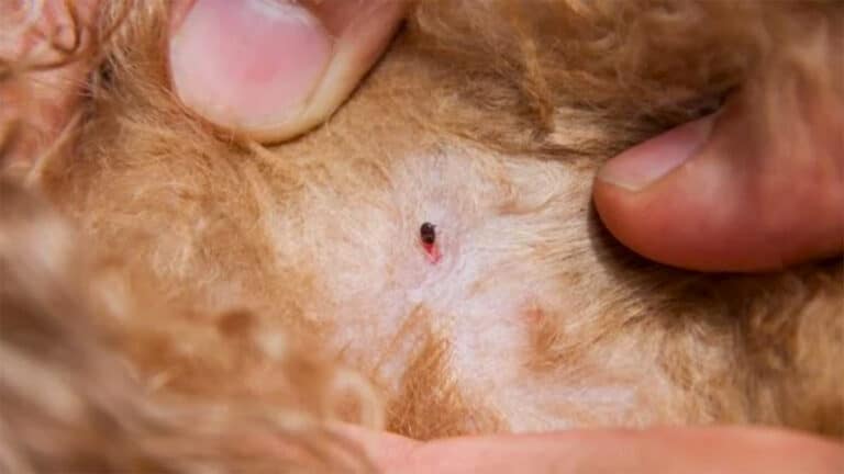 Adieu les puces : les remèdes maison que recommandent les vétérinaires pour vos animaux de compagnie