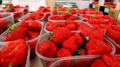 Alerte : ces fraises à ne surtout pas acheter au supermarché, elles sont bourrées de pesticides
