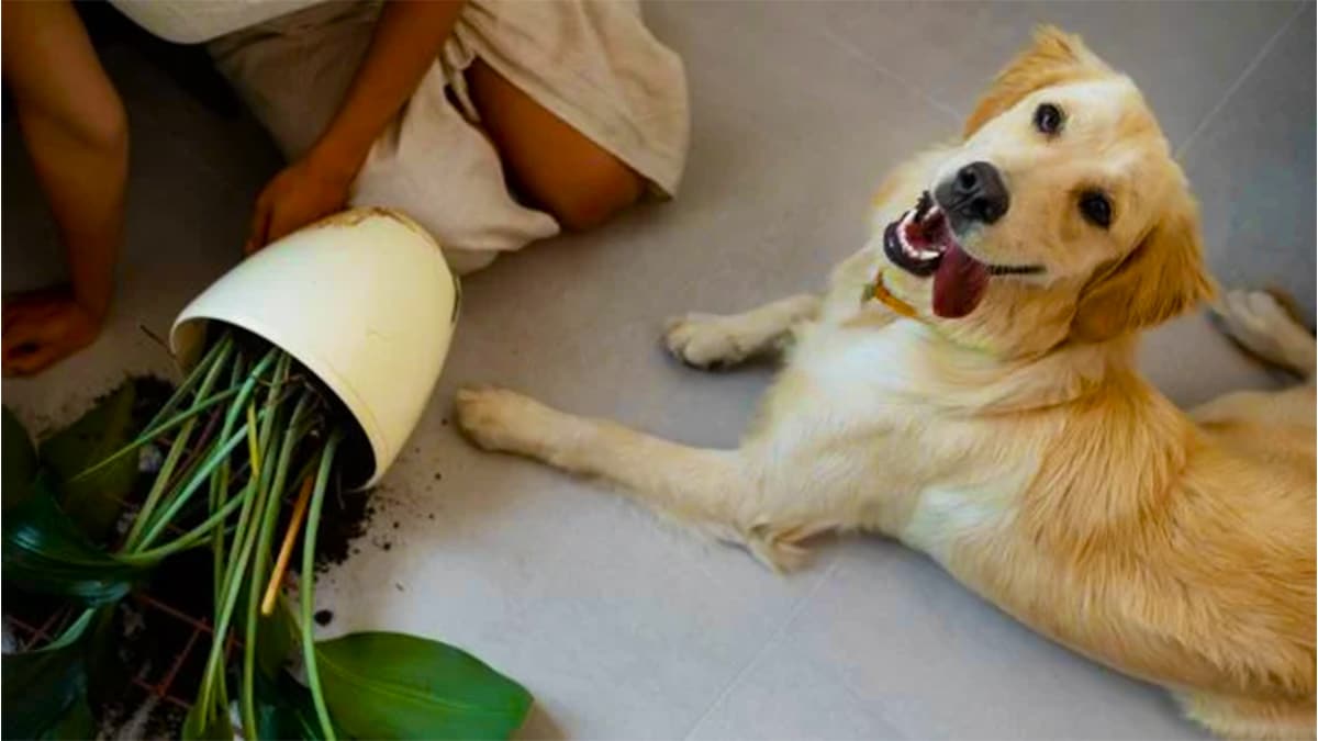 Bannissez cette plante chez vous: elle peut être fatale pour vos animaux, il sera trop tard