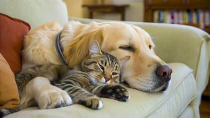 C’est confirmé, la maladie dangereuse que votre animal peut vous transmettre sans que vous le sachiez selon les experts