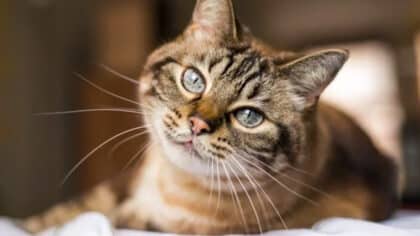 Cette nourriture peut rendre votre chat malade : les vétérinaires alertent, elle est toxique