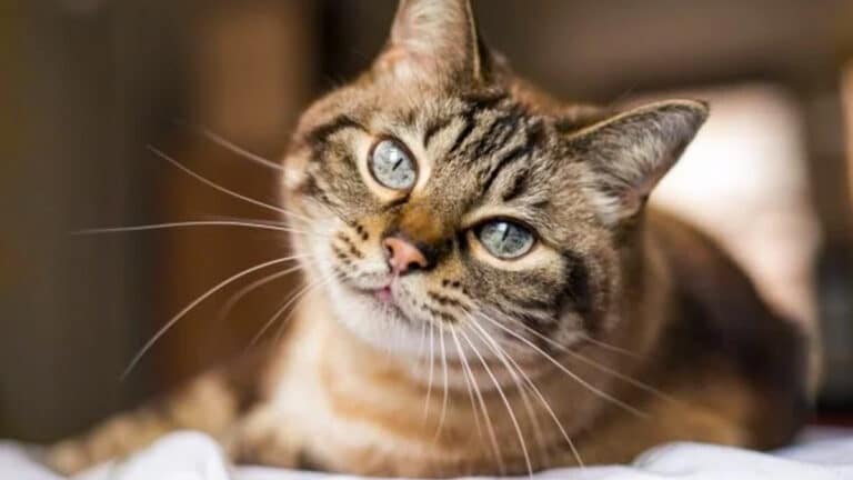 Cette nourriture peut rendre votre chat malade : les vétérinaires alertent, elle est toxique