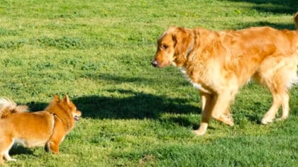 Danger pour les animaux de compagnie : la gendarmerie lance un avertissement urgent