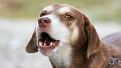 Je suis vétérinaire : voici l’astuce pour apprendre facilement à votre chien à arrêter d’aboyer