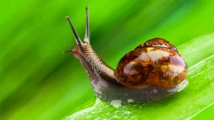 L’astuce géniale pour vous débarrasser des escargots cet été : c’est infaillible