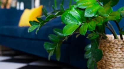L’astuce pour nettoyer les feuilles de vos plantes et les garder brillantes avec un seul ingrédient
