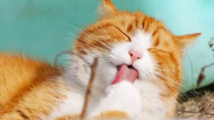 Les vétérinaires alertent les propriétaires de chats : ces plantes sont très dangereuses