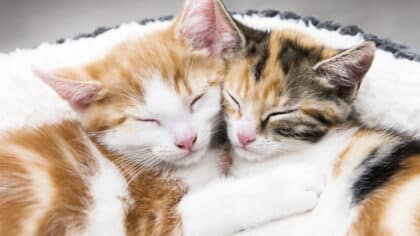 Les vétérinaires mettent en garde les propriétaires de chats sur ce sujet : c’est très important