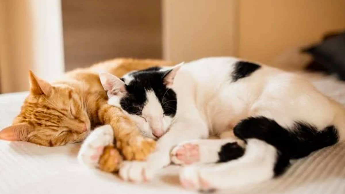 Les vétérinaires lancent une alerte très importante à tous les propriétaires de chats