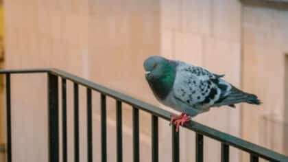 Naturel et sans installation: l'astuce simple pour effrayer les pigeons de votre terrasse