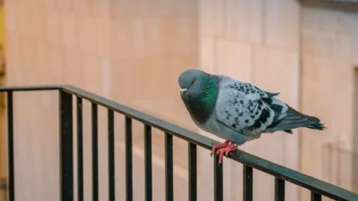 Naturel et sans installation: l'astuce simple pour effrayer les pigeons de votre terrasse