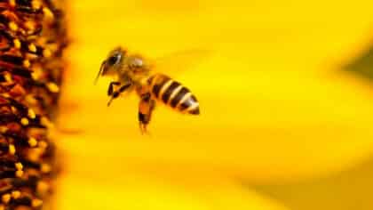 Ni citronnelle ni insecticide : l’astuce pour effrayer les abeilles avec un objet que nous avons tous