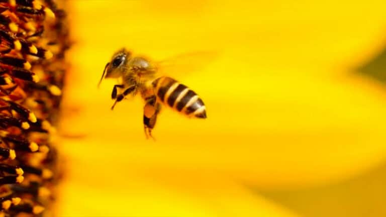 Ni citronnelle ni insecticide : l’astuce pour effrayer les abeilles avec un objet que nous avons tous