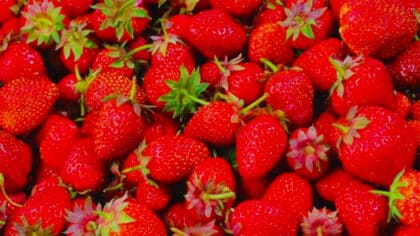 Ni sucre ni crème : l’astuce simple pour rehausser la saveur des fraises