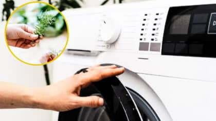 Tout le monde devrait mettre un brin de romarin dans la machine à laver, voici pourquoi