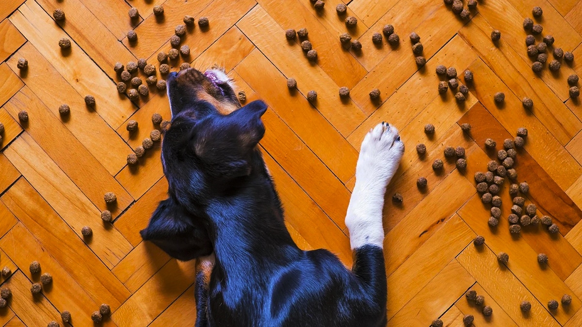 Un vétérinaire alerte sur la nourriture que tout le monde donne aux animaux de compagnie