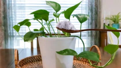 Vous devez ajouter du bicarbonate de soude aux plantes d'intérieur et voici pourquoi