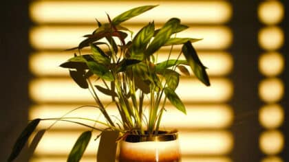11 conseils que vous devez appliquer pour aider vos plantes à survivre à l'été