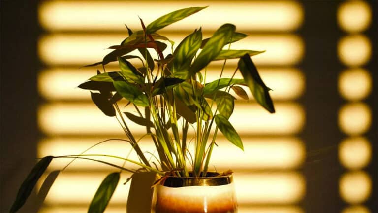 11 conseils que vous devez appliquer pour aider vos plantes à survivre à l'été