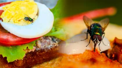 3 astuces pour éloigner définitivement les mouches de la table durant les repas d’été