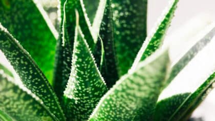 Adieu la chaleur chez vous: ces 5 plantes à effet ventilateur vont rafraîchir votre intérieur comme jamais